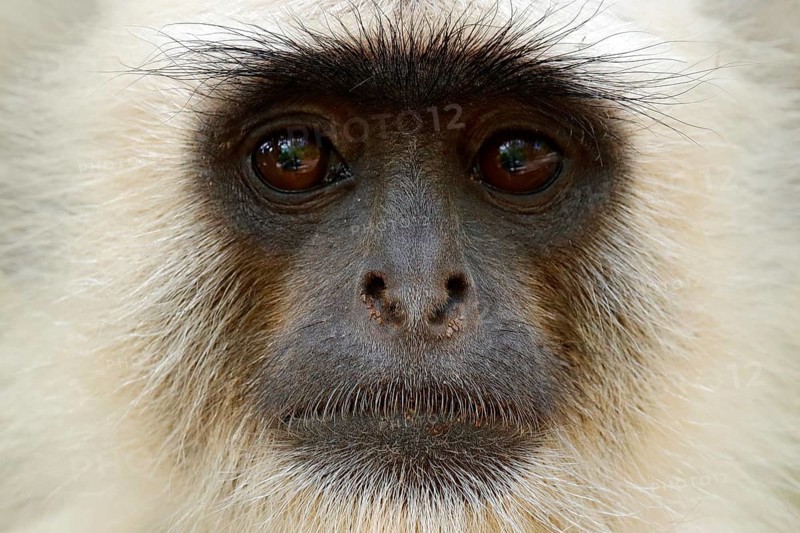Monkey detail portrait. Common Langur, Semnopithecus entellus, portrait of monkey, nature habitat, Sri Lanka. Feeding scene with langur. Wildlife of India. Monkey in nature habitat, clear backgrou