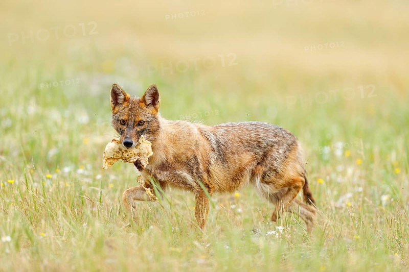 Golden jackal, Canis aureus, feeding scene with grass meadow, Madzharovo, Rhodopes, Bulgaria. Wildlife Balkan. Wild dog behaviour scene, nature. Mountain animal run habitat. Jackal catch