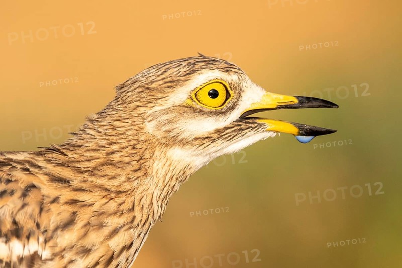 Eurasian Stone-curlew (Burhinus oedicnemus), Castile-La Mancha, Spain