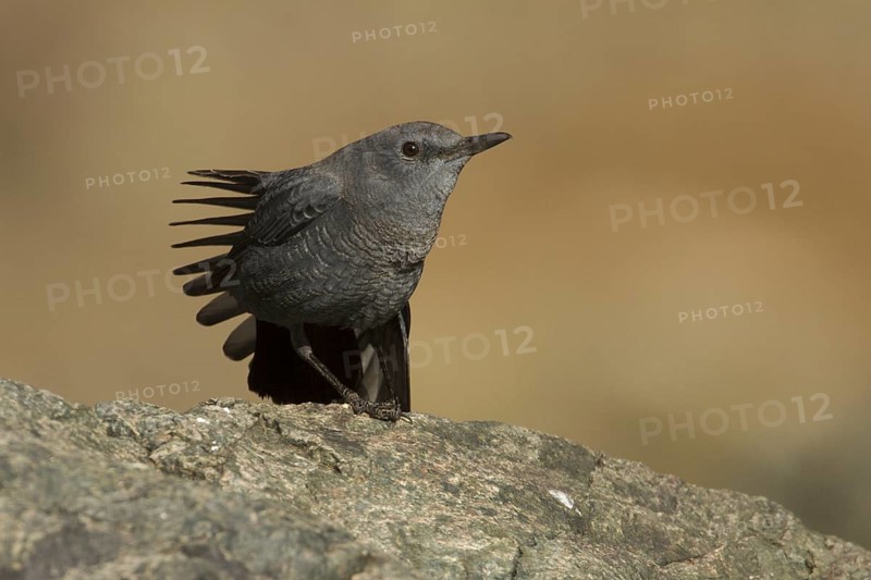 Blue Rock Thrush (Monticola solitarius) juvenile, Morocco