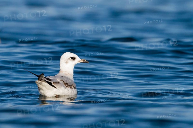 Mediterranean Gull (Ichthyaetus melanocephalus), Baden-Wuerttemberg, Germany