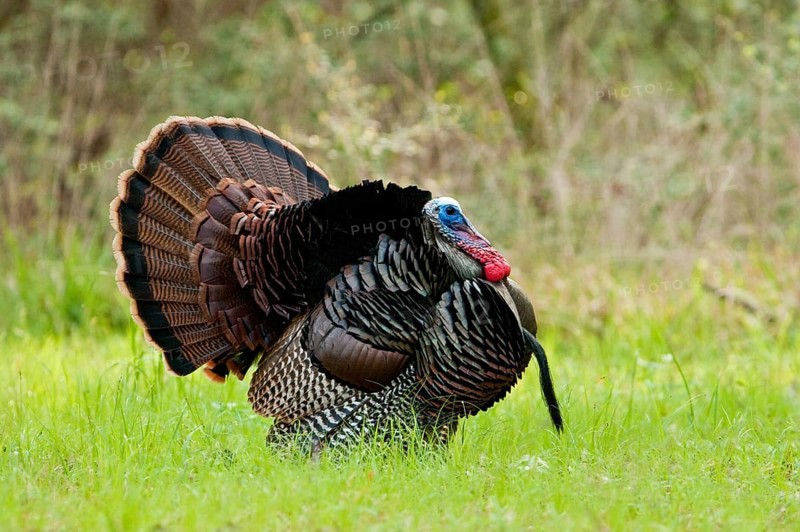 Wild Turkey (Meleagris gallopavo) male displaying, Texas, USA