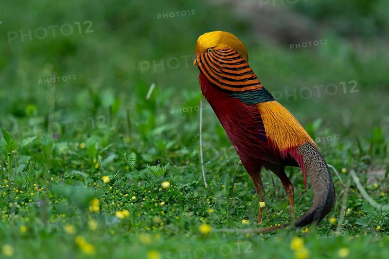 Golden Pheasant (Chrysolophus pictus) male perched on the ground, Shanxi, China