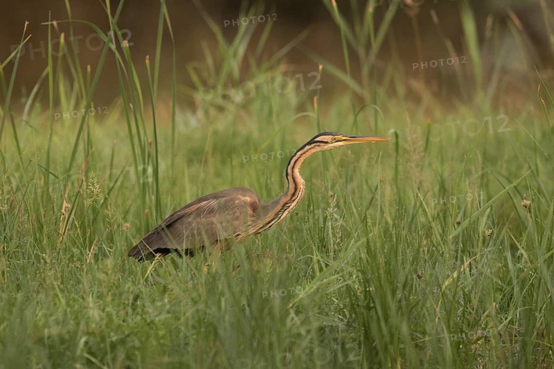 Purple Heron (Ardea purpurea) foraging, Serbia