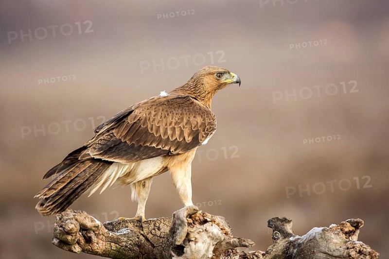 Bonelli's Eagle (Aquila fasciata) juvenile, Castile-La Mancha, Spain