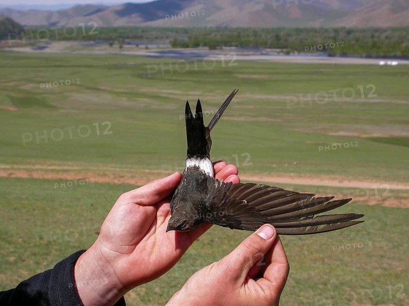 Pazifiksegler (Apus pacificus) in the hand at ringing, Mongolia