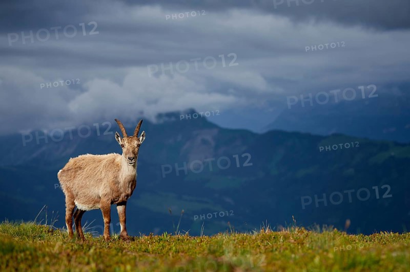 Alpine Ibex (Capra ibex) female at edge of cliff, Bernese Oberland, Switzerland