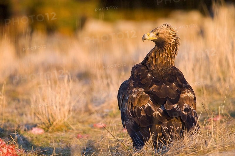 Golden Eagle (Aquila chrysaetos) female, Madrid, Spain