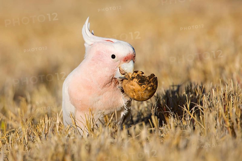 Major Mitchell's Cockatoo (Lophochroa leadbeateri) feeding on a Paddy melon (Cucumis myriocarpus), Northern Territory, Australia
