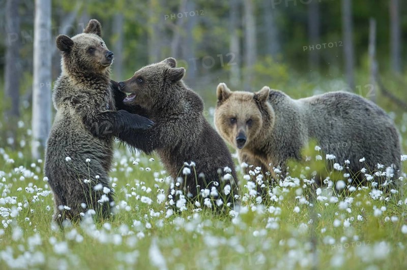 Eurasian Brown Bear (Ursus arctos) mother with play fighting cubs, Finland