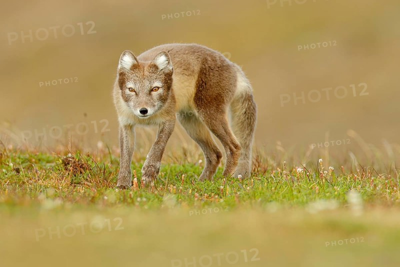 Arctic Fox, Vulpes lagopus, cute animal portrait in the nature habitat, grass meadow with flowers, Iceland. Polar fox in the nature spring habitat. Wildlife from Arctic