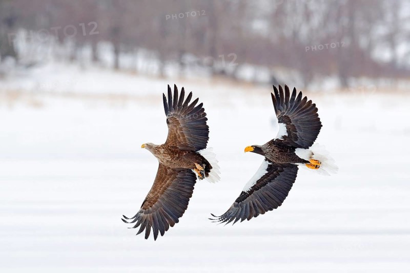 Eagle fight. Eagle fight with fish. Winter scene, birds of prey. Big eagles, snow sea. Flight White-tailed eagle, Hokkaido, Japan, Asia. Action wildlife scene on sky. Eagle in fly. Three eagles