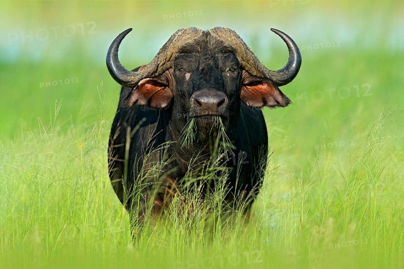 Evening sunset in Africa. African Buffalo, Cyncerus cafer, standing on the river bank, Chobe, Botswana