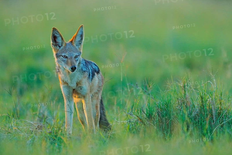 Jackal and evening sunlight. Black-Backed Jackal, Canis mesomelas mesomelas, portrait of animal with long ears, Tanzania, South Africa. Beautiful wildlife scene from Africa with nice sun light