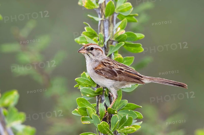 Rufous-winged Sparrow Peucaea carpalis Santa Rita Mountains, Santa Cruz County, Arizona, United States 6 September Adult Emberizidae