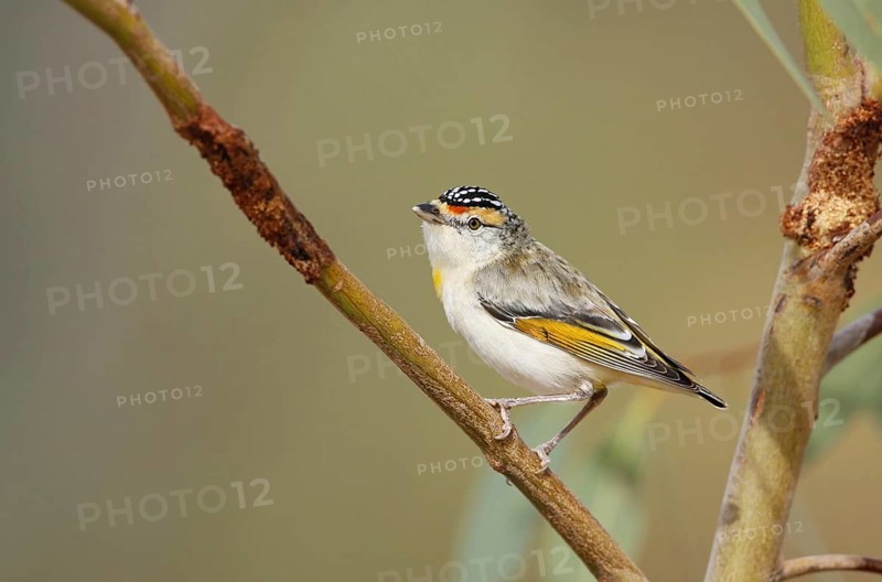 Red-browed Pardalote (Pardalotus rubricatus), Queensland, Australia