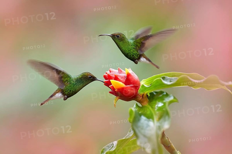 Costa Rica, Coppery-headed Emerald, Elvira cupreiceps, beautiful hummingbird from La Paz Cordillera de Talamanca, Costa Rica. Scene in tropical forest, animal in nature habitat