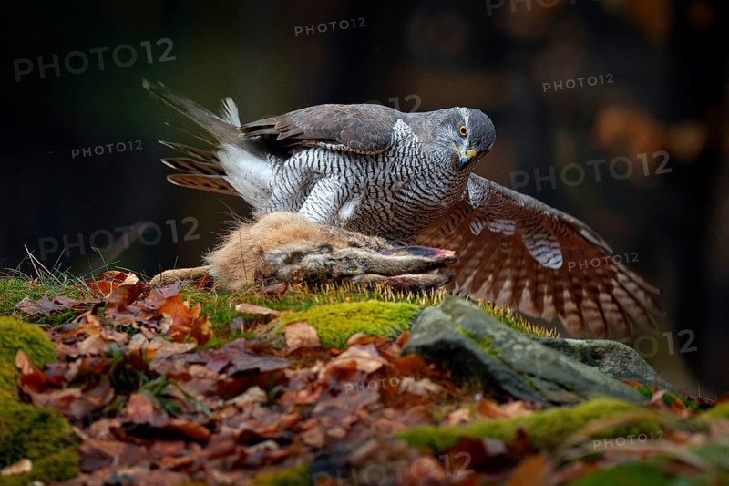 Animal behaviour, wildlife scene from nature. Goshawk in the orange vegetation.Goshawk, Accipiter gentilis, feeding on killed hare in the forest. Bird of Prey with fur catch in the habitat, autumn forest