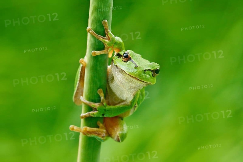 European tree frog, Hyla arborea, sitting on grass straw with clear green background. Nice green amphibian in nature habitat. Wild frog on meadow near the river, habitat