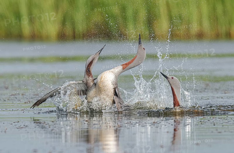 Red-throated Loon (Gavia stellata) group, Iceland