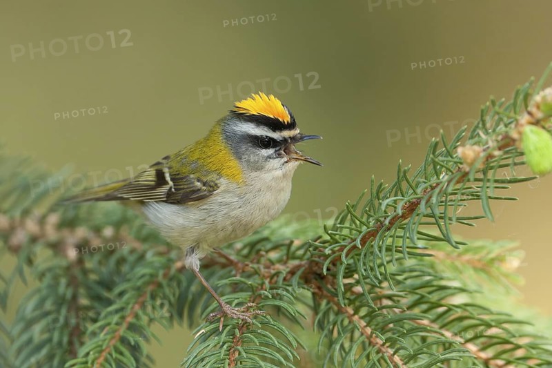 Common Firecrest (Regulus ignicapilla) singing, Baden-Wuerttemberg, Germany