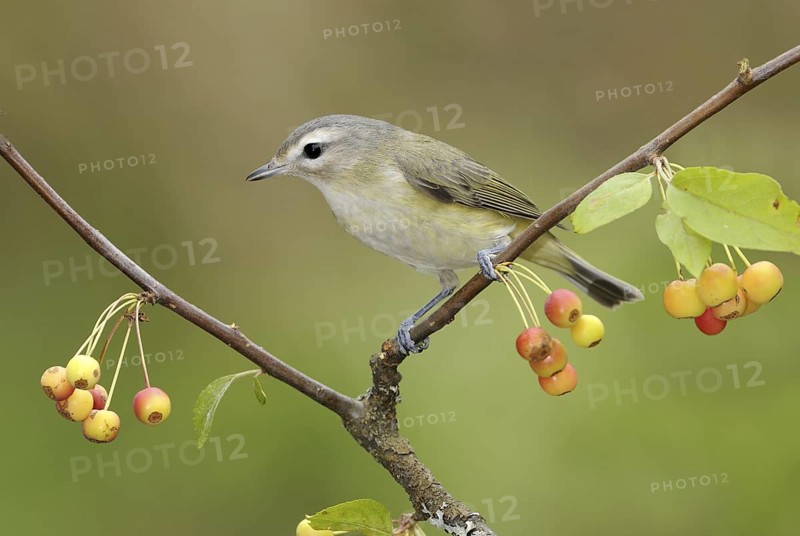 Warbling Vireo (Vireo gilvus), British Columbia, Canada