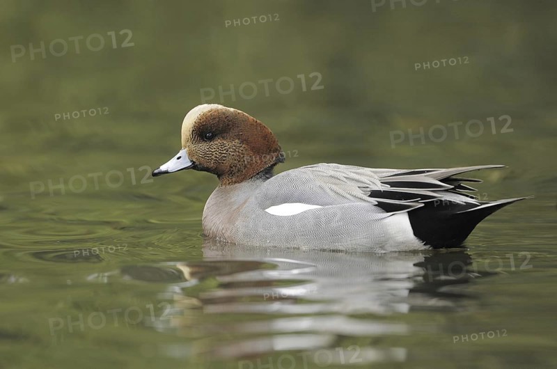 Hybrid: Eurasian Wigeon x American Wigeon (Mareca penelope x Mareca americana) male, British Columbia, Canada