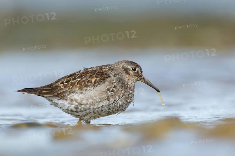 Purple Sandpiper (Calidris maritima), Myvatn, Iceland