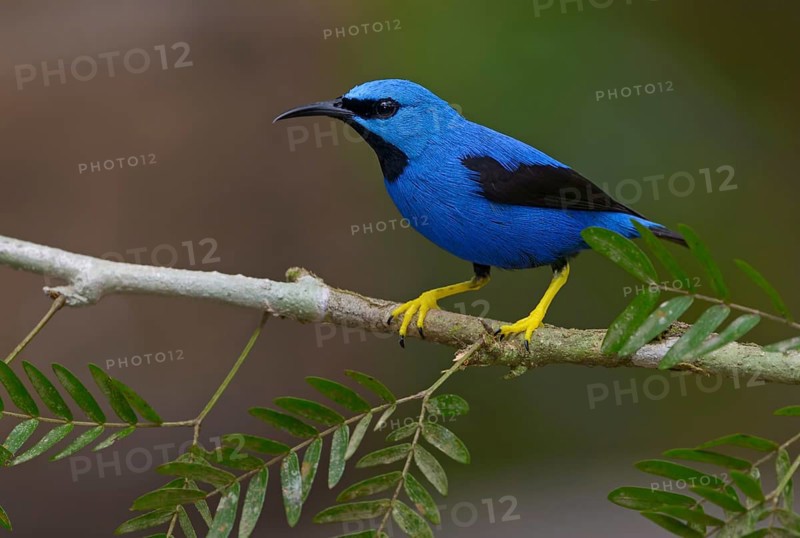 Shining Honeycreeper (Cyanerpes lucidus) at Laguna Lagarto Lodge near Boca Tapada, Costa Rica