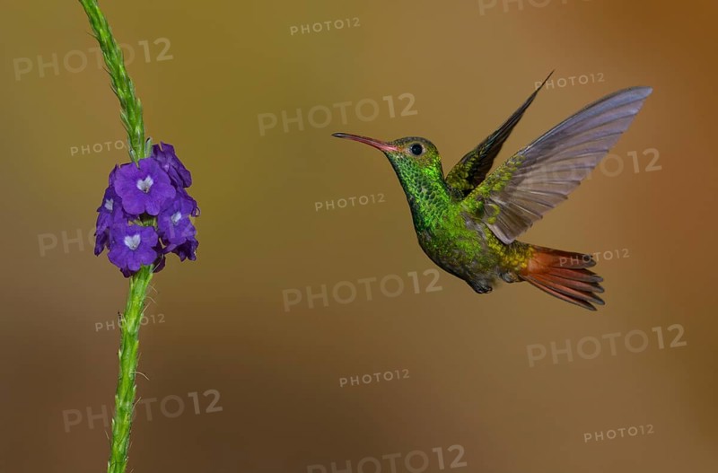 Rufous-tailed Hummingbird (Amazilia tzacatl) at the Nature Pavilion in La Virgen, Costa Rica