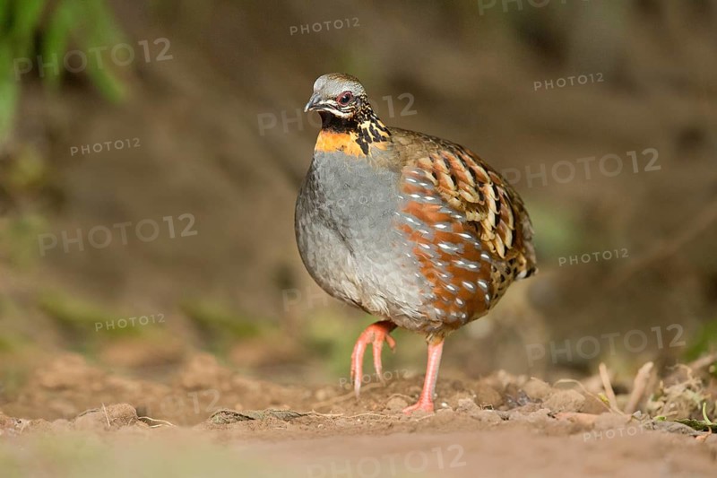 Rufous-throated Partridge (Arborophila rufogularis), Yunnan, China