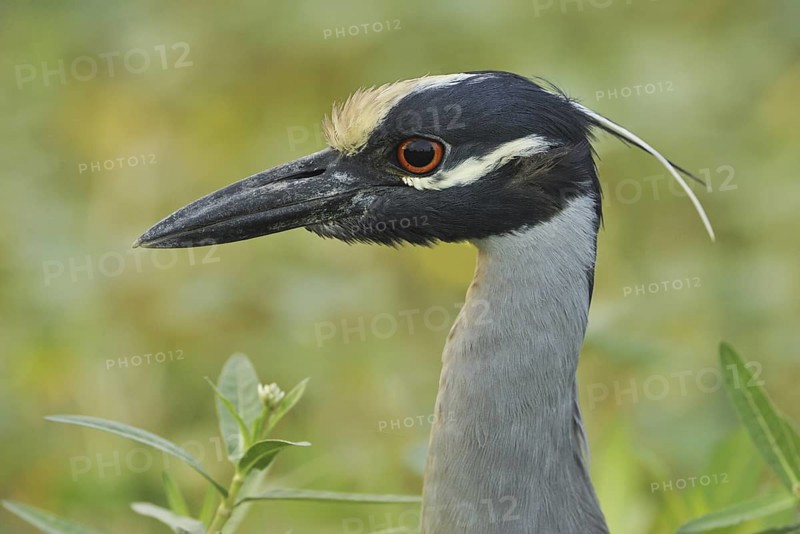 Yellow-crowned Night Heron (Nyctanassa violacea), Texas, USA