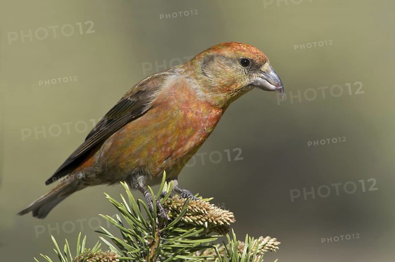 Red Crossbill (Loxia curvirostra) male, Oregon, USA