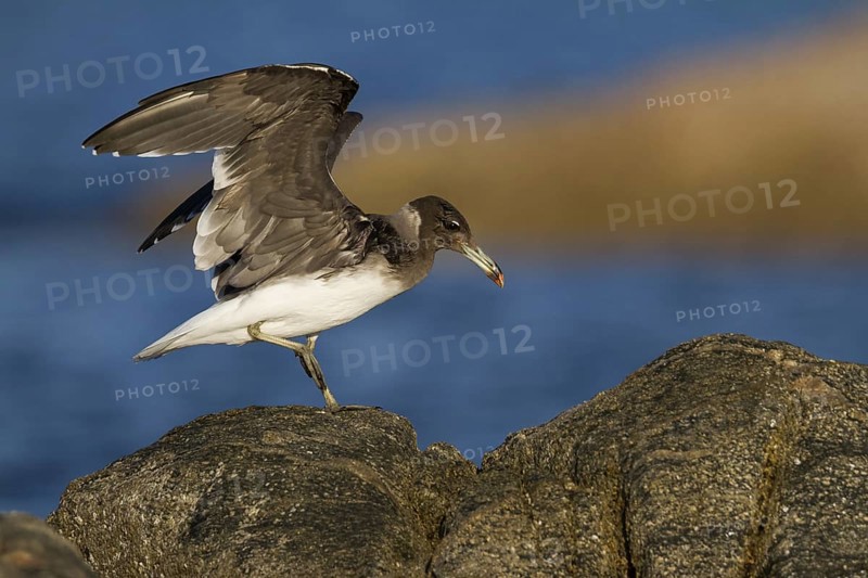 Sooty Gull (Ichthyaetus hemprichii), Oman