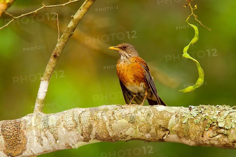 Rufous-backed Robin Turdus rufopalliatus El Tuito, Jalisco, Mexico 9 June Adult Turdidae