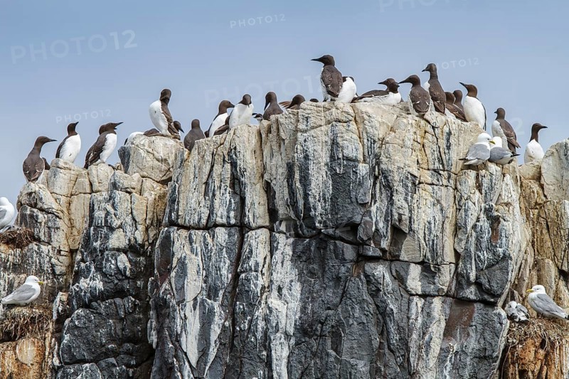 Common Murre (Uria aalge) colony on cliff, Farne Islands, United Kingdom