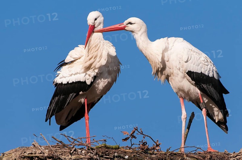 White Stork (Ciconia ciconia) pair, Lower Saxony, Germany