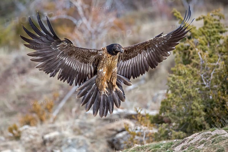 Bearded Vulture (Gypaetus barbatus) flying, Catalonia, Spain