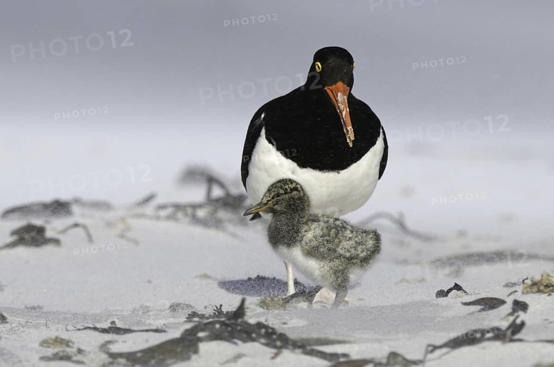 Magellanic Oystercatcher (Haematopus leucopodus) chick, Falkland Islands