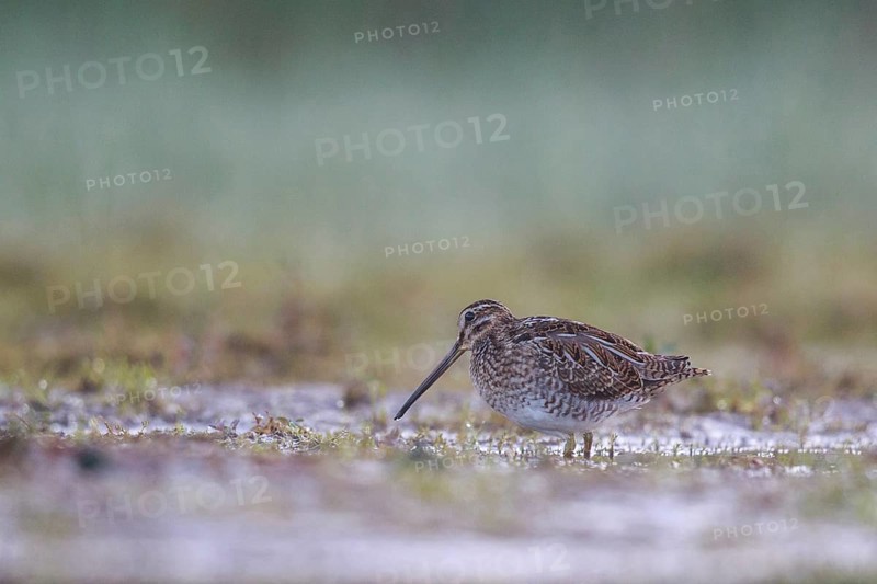 Common Snipe (Gallinago gallinago) foraging, North Rhine-Westphalia, Germany