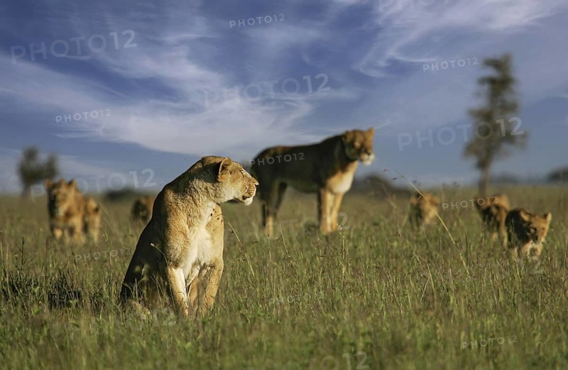 Löwe (Panthera leo), Löwenrudel mit Weibchen und Jungtieren zusammen in der Savanne, Serengeti National Park, Tansania | African Lion (Panthera leo) pack of female lions with cubs in savanna, Serengeti National Park; Tanzania