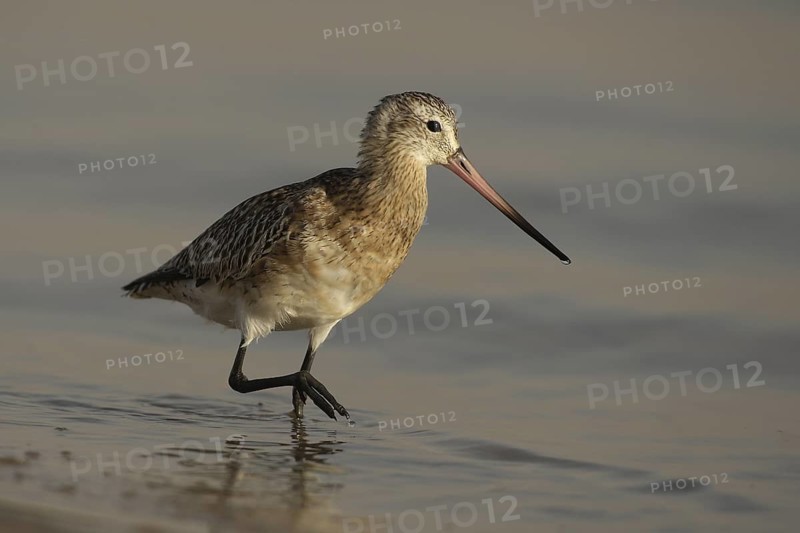 Black-tailed Godwit (Limosa limosa), Banc d'Arguin National Park, Mauritania