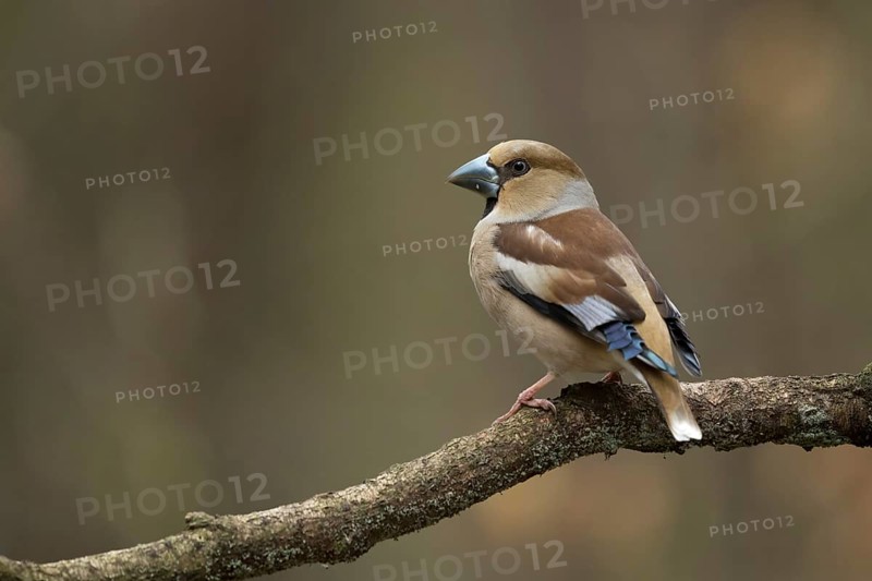 Appelvink vrouw zittend op tak, Hawfinch female isitting on pearch