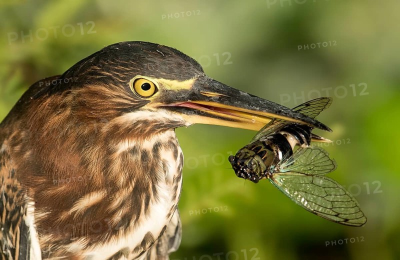 Green Heron (Butorides virescens) with insect prey, Texas, USA