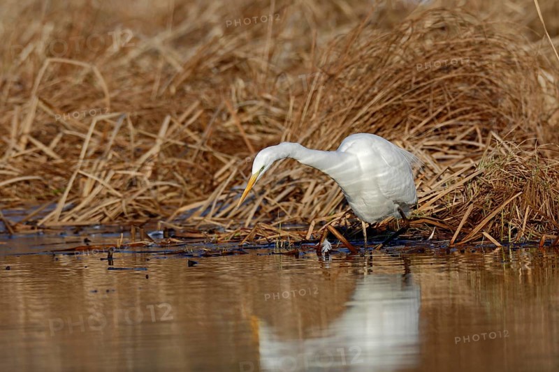 Great Egret (Ardea alba) foraging in reedbed, Mecklenburg-Western Pomerania, Germany
