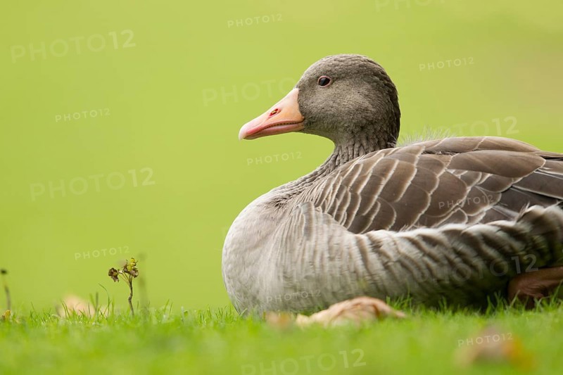 Greylag Goose (Anser anser), Bavaria, Germany