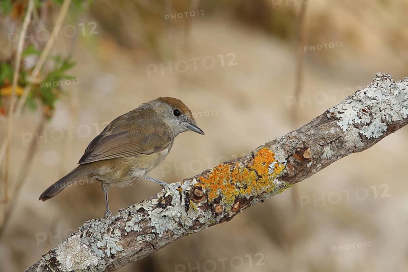 Eurasian Blackcap (Sylvia atricapilla) female perched on lichen branch, Andalusia, Spain