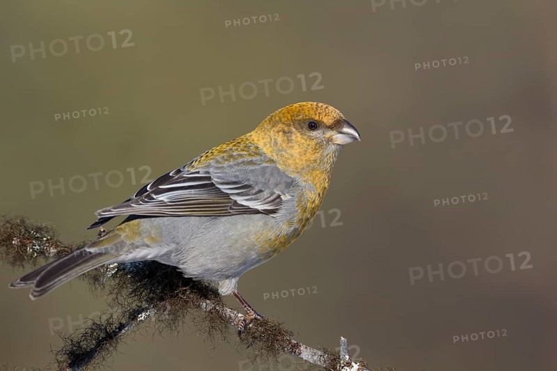 Pine Grosbeak - Hakengimpel - Pinicola enucleator, Finland