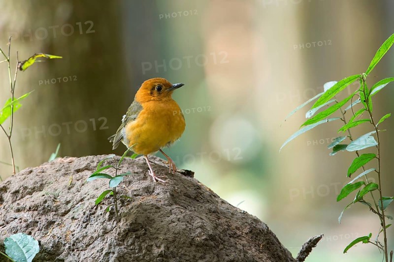 Orange-headed Thrush (Geokichla citrina), Kaeng Krachan, Thailand