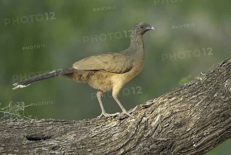 Plain Chachalaca (Ortalis vetula mccalli), Texas, USA